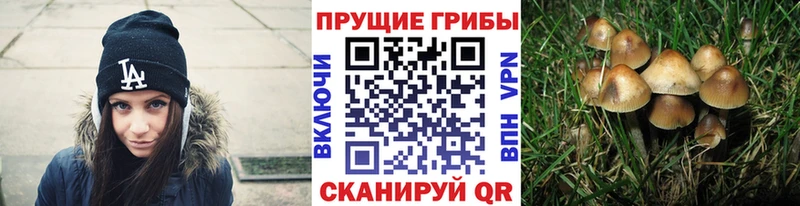 Купить где  Приволжский  Галлюциногенные грибы Magic Shrooms 